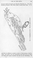 ilives:147526-00058-p_34.jpg