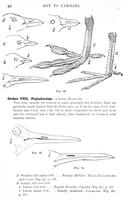 ilives:147526-00077-p_47.jpg