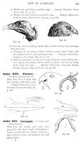 ilives:147526-00080-p_50.jpg
