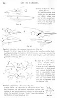 ilives:147526-00083-p_53.jpg