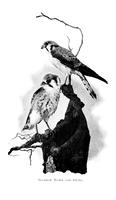 ilives:147526-00255-p_0210-insert_1.jpg