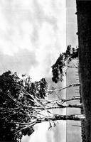 ilives:191555-p_162_insert2_1.jpg